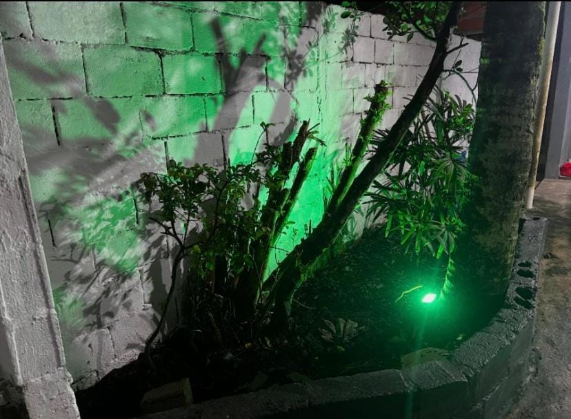 Night, Garden