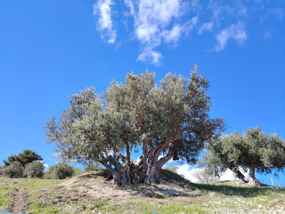 Agriturismo Finazzo Farm Stay in Sicily