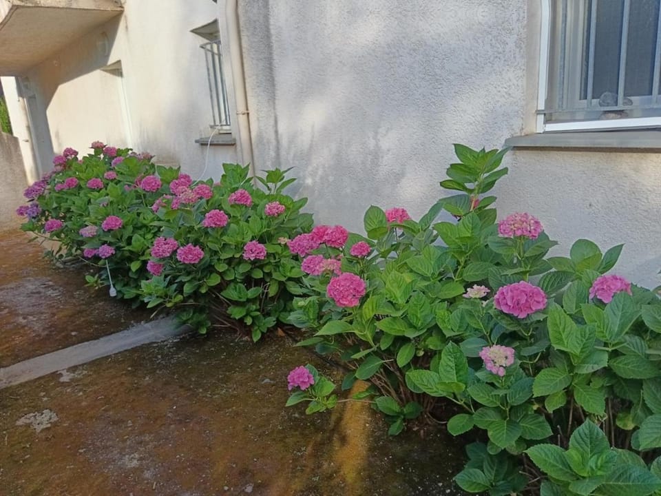 Appartement refait a neuf bord de plage Apartment in Poggio-Mezzana