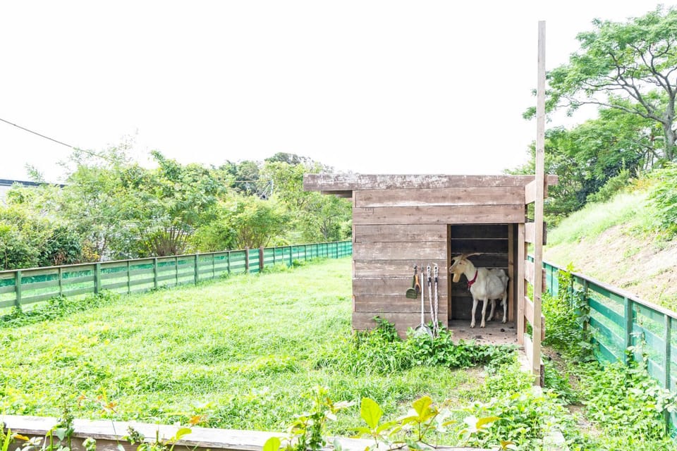 Off site, Animals, Animals