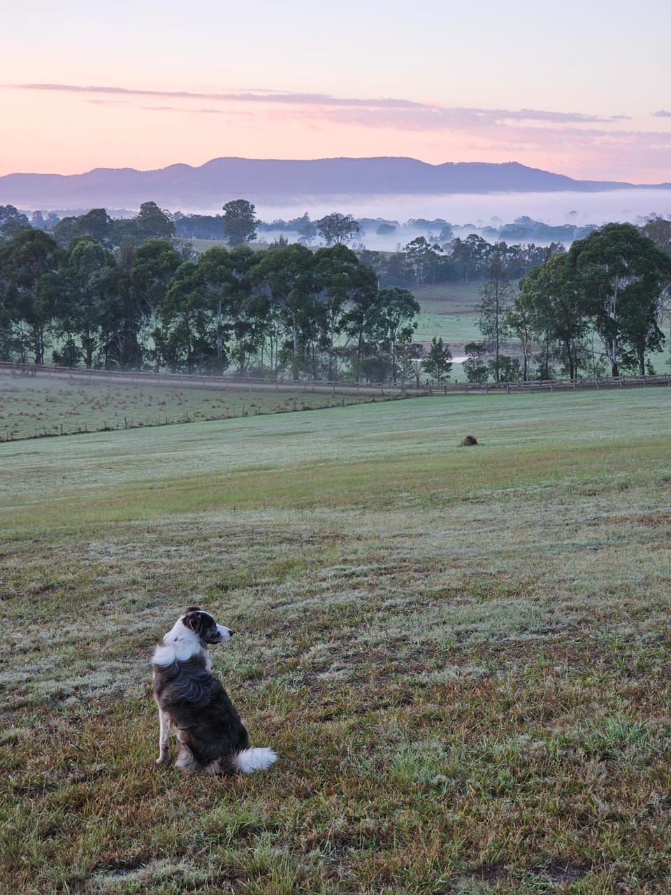 Natural landscape, Garden, Pets