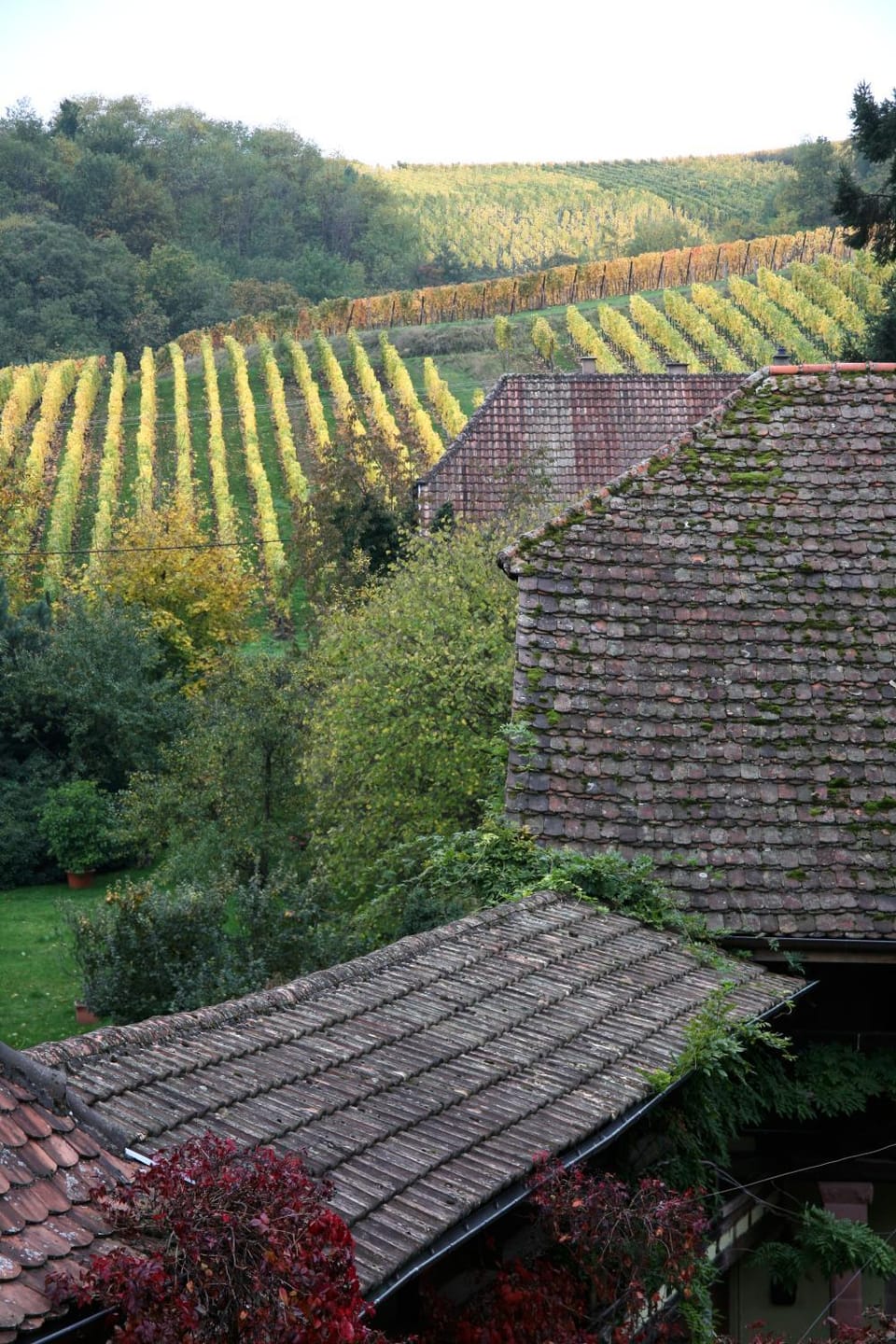 Garden view
