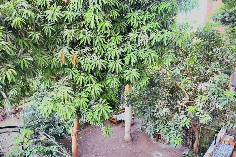 Suzanne Guest House Bed and Breakfast in Luxor