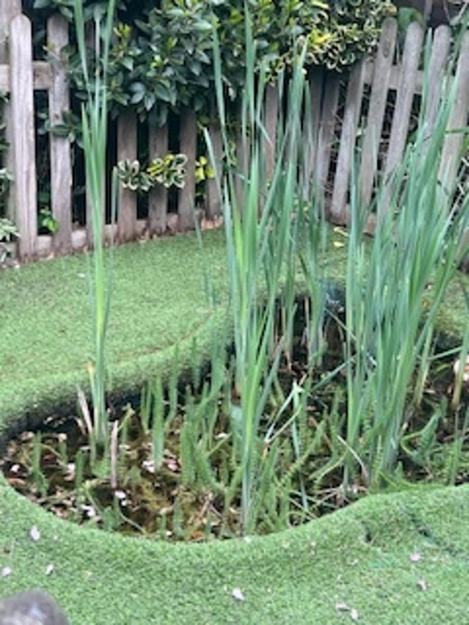 Day, Natural landscape, Garden, Garden view