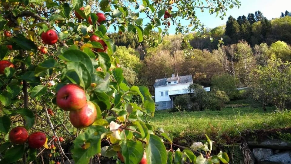 Day, Garden, Autumn, Garden view