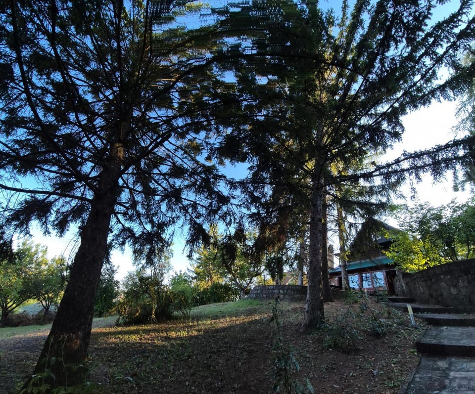 Day, Garden view