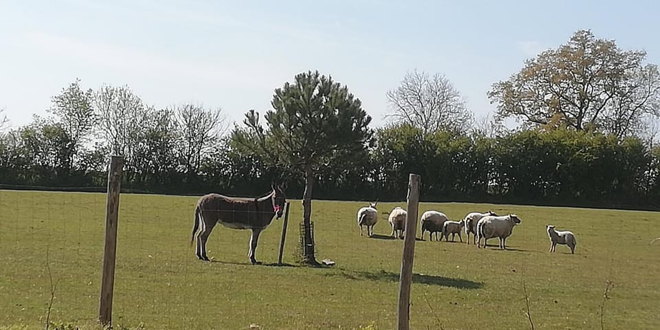 Animals