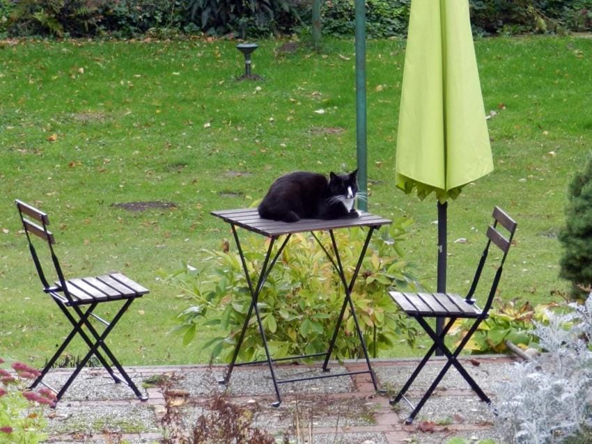 Pets, Garden view