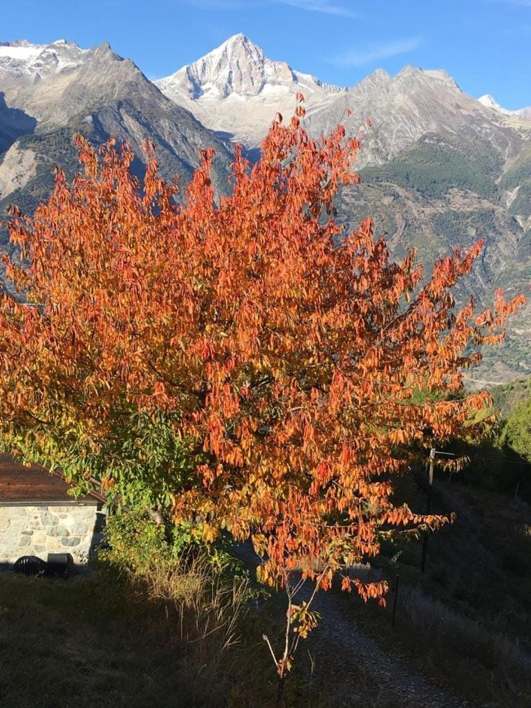 Haus Panorama Brandalp Apartment in Canton of Valais