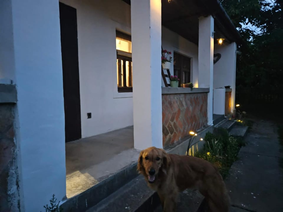 Pets