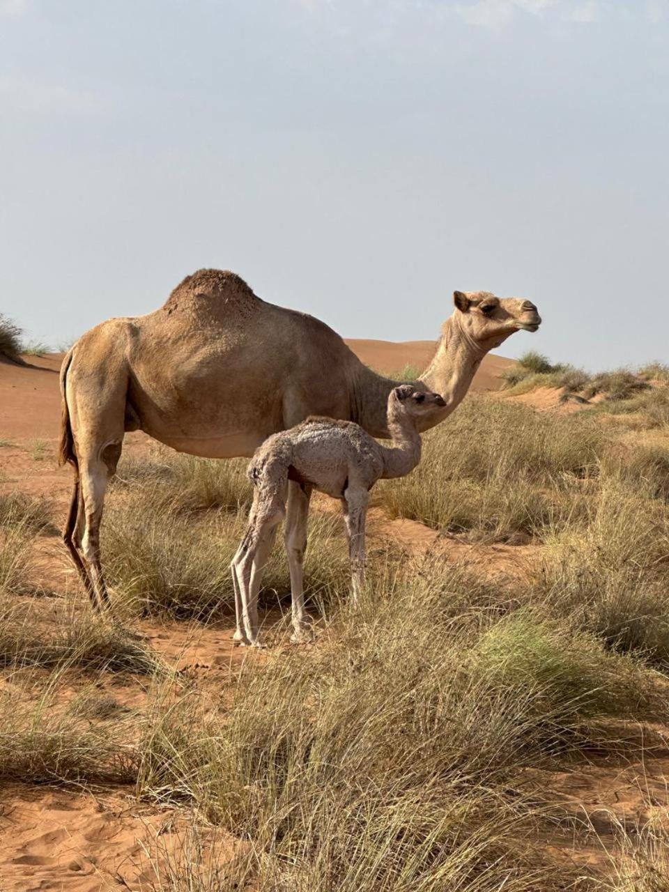 Wahiba sands night Luxury tent in Oman