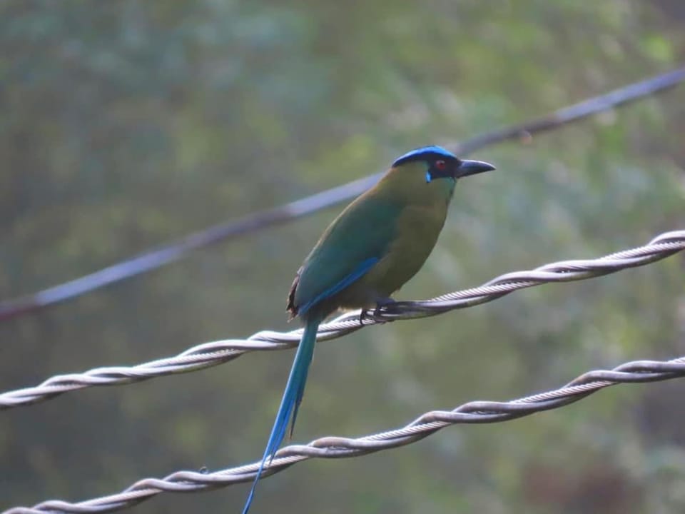 Medellin Bird watching Cabin reserved Forest Cabin in Bello