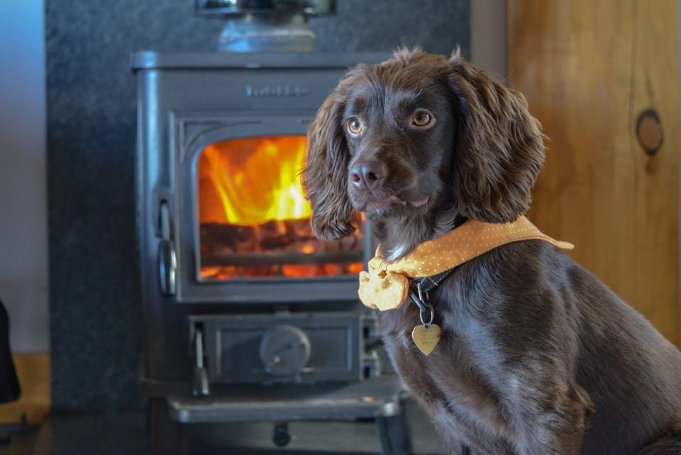 Pets, fireplace