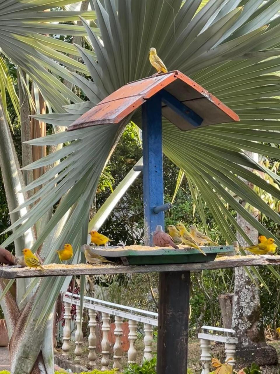 Garden view