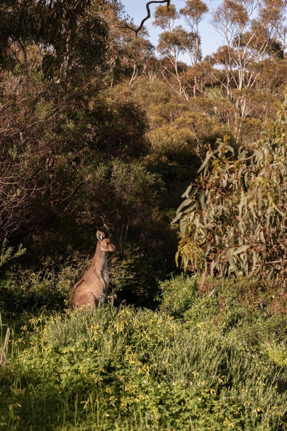 Kauwi Retreat, Aldinga Beach. A private sanctuary 500m to beach and kangaroos House in Adelaide