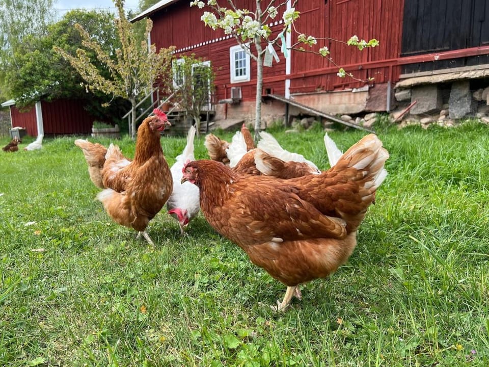 Rural accommodation on a farm House in Sweden