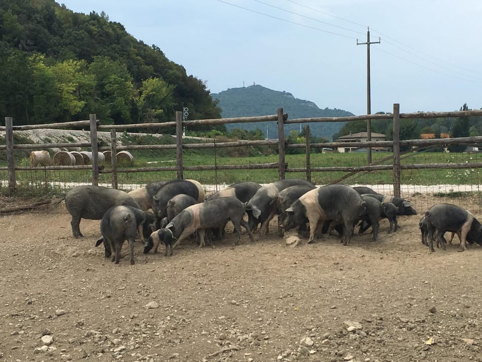 Animals