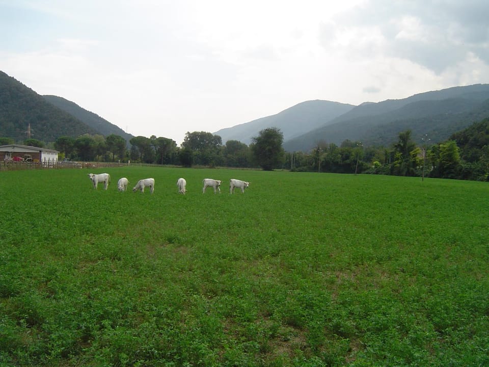Property building, Animals