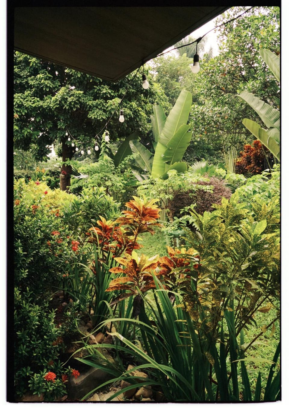 Garden view