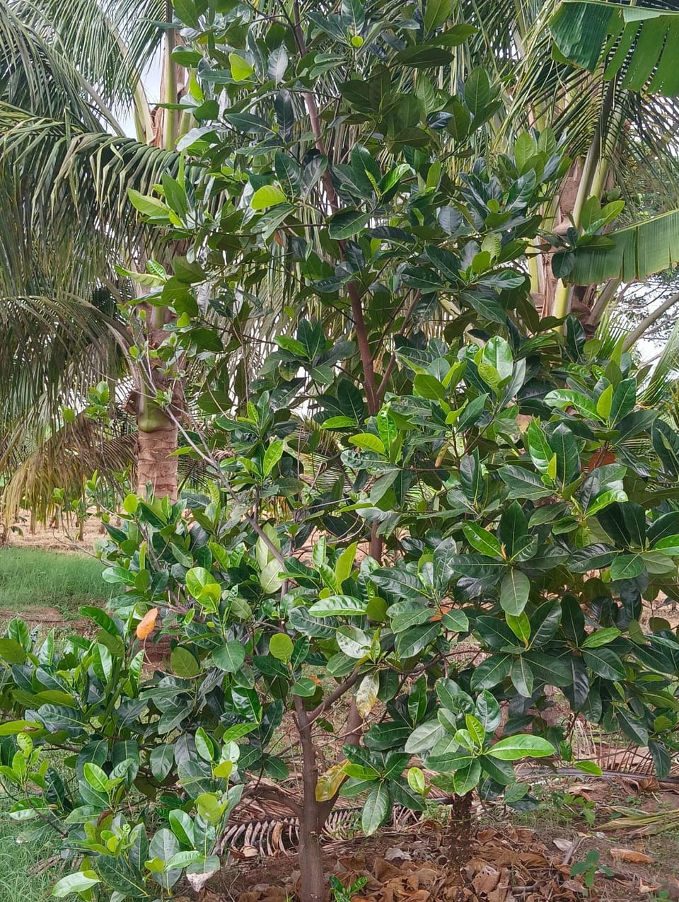 SKR vrindavan garden Farm Stay in Tamil Nadu