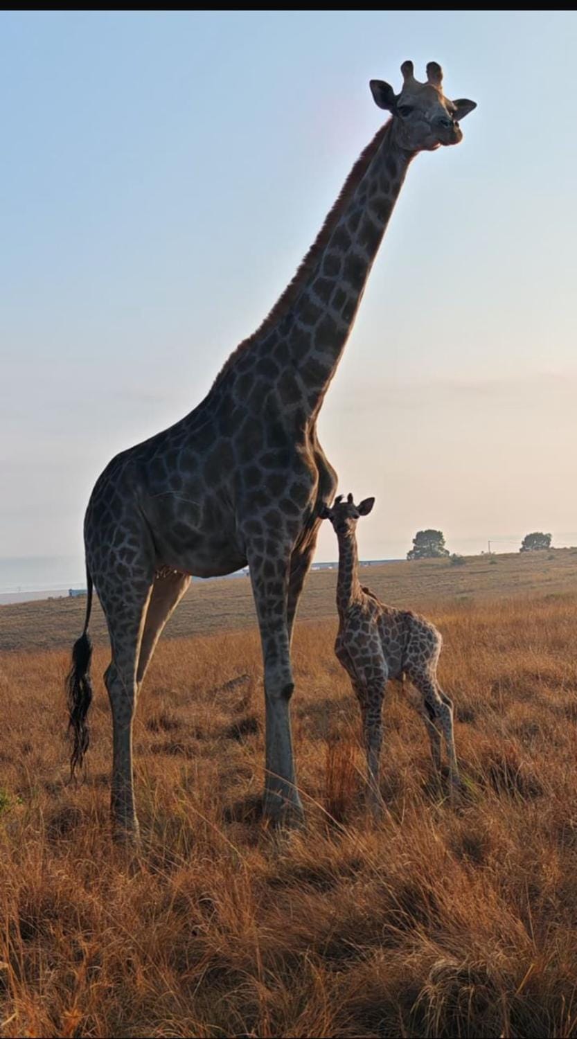 Animals