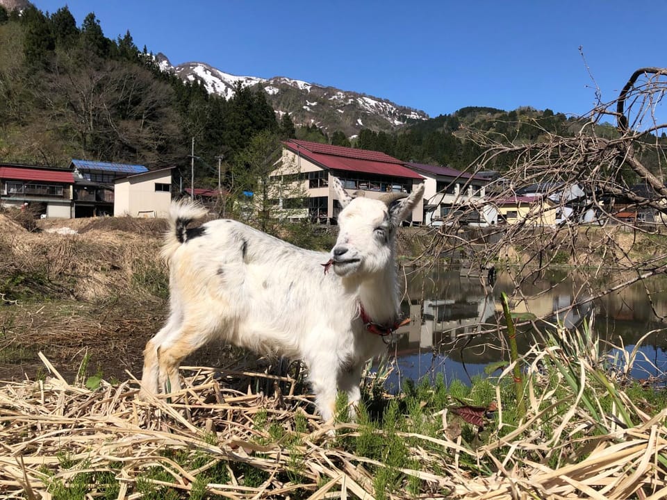 わくわく自然体験の宿ゲストハウス山楽 Bed and Breakfast in Japan