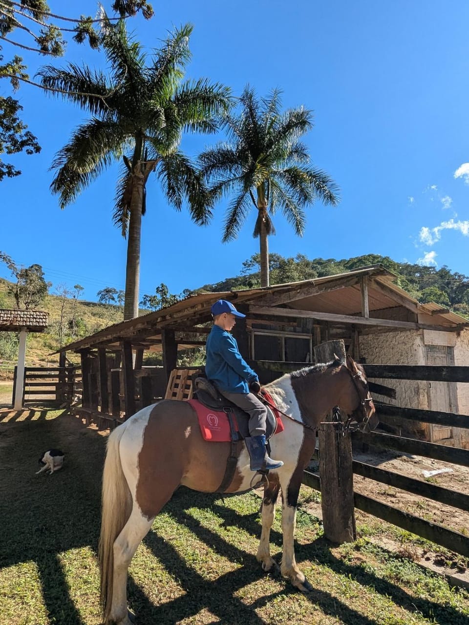 Day, People, Horse-riding, Horse-riding, Animals, children, group of guests
