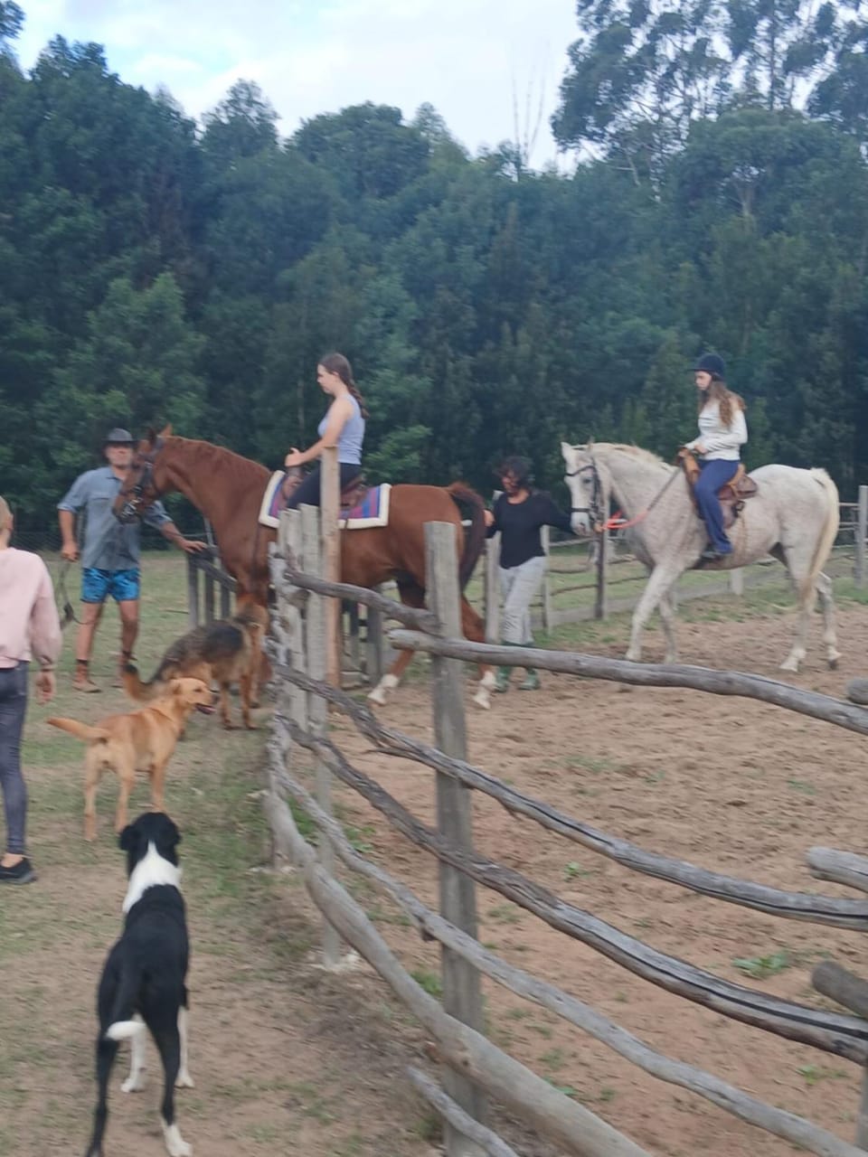 Horse-riding, Animals, children, group of guests