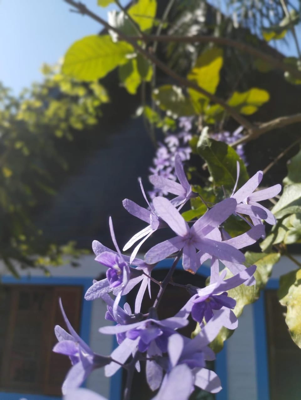 Day, Garden, Garden view