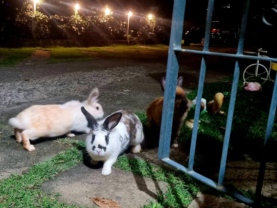 Casa aconchegante no Alto daSerra-Vista incrível-Aceita Pet House in Serra Negra