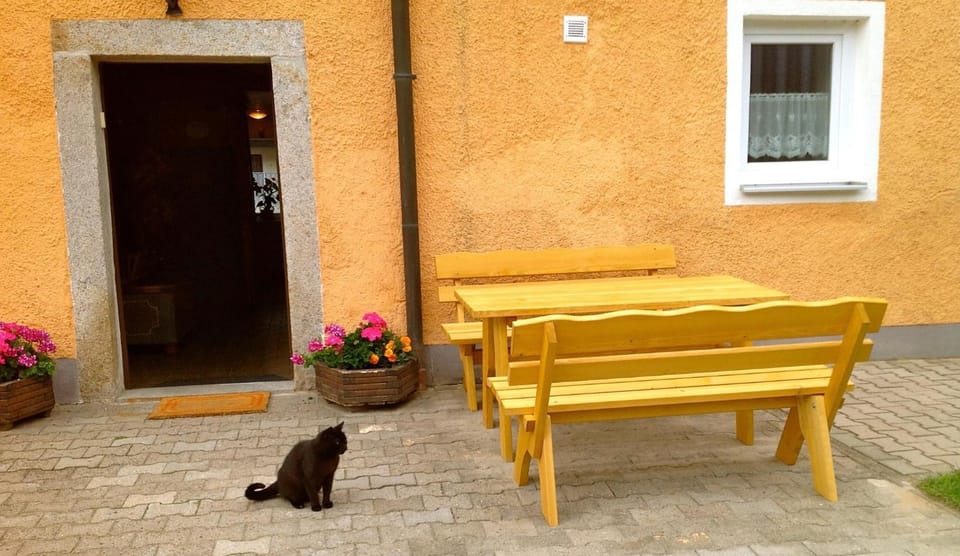 Patio, Pets