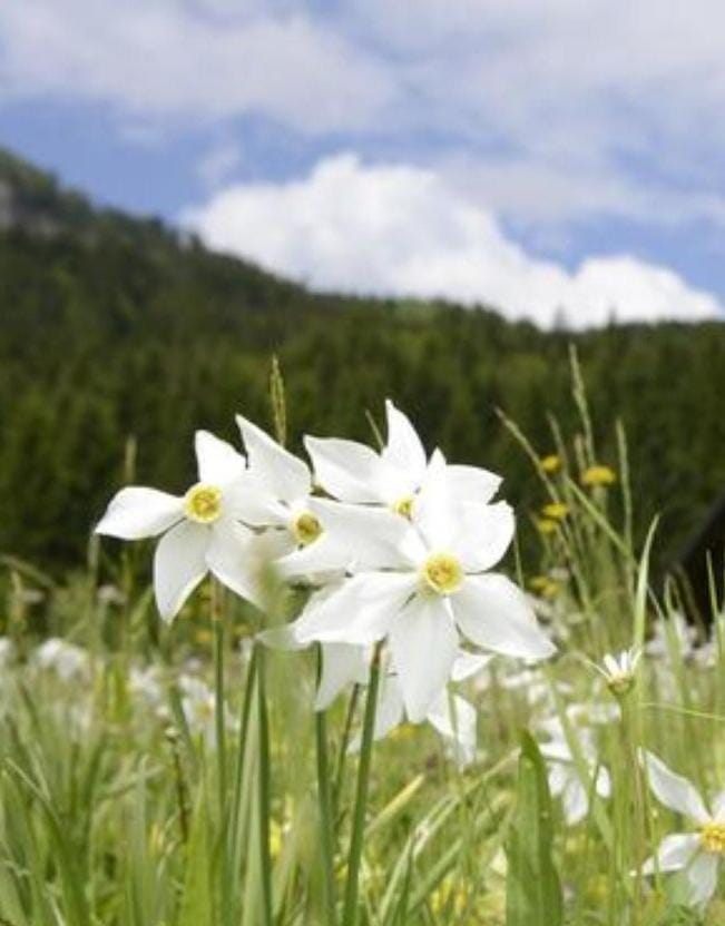 Spring, Natural landscape