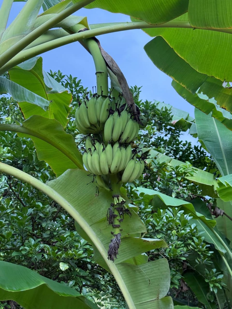 Homestay Làng Mường Farm Farm Stay in Vietnam
