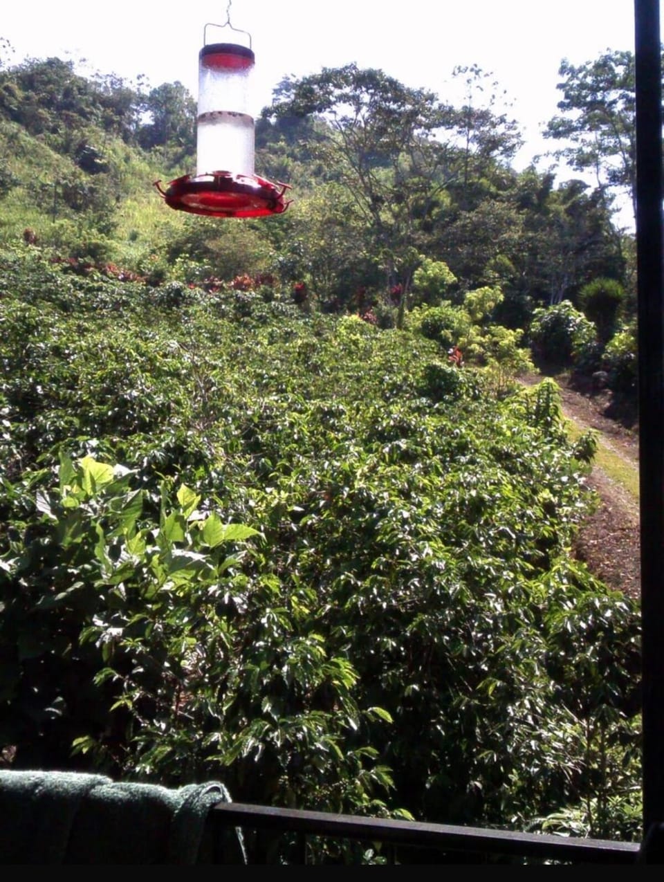 Cabin, Birdwatching & Adventure Cabin in Cartago Province, Costa Rica
