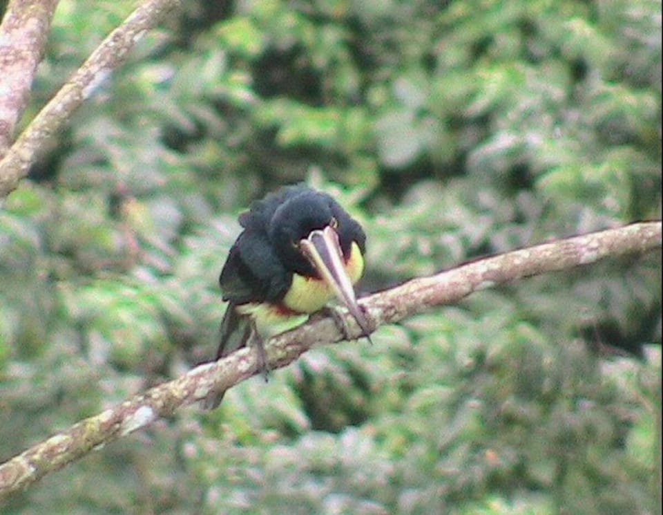 Cabin, Birdwatching & Adventure Cabin in Cartago Province, Costa Rica