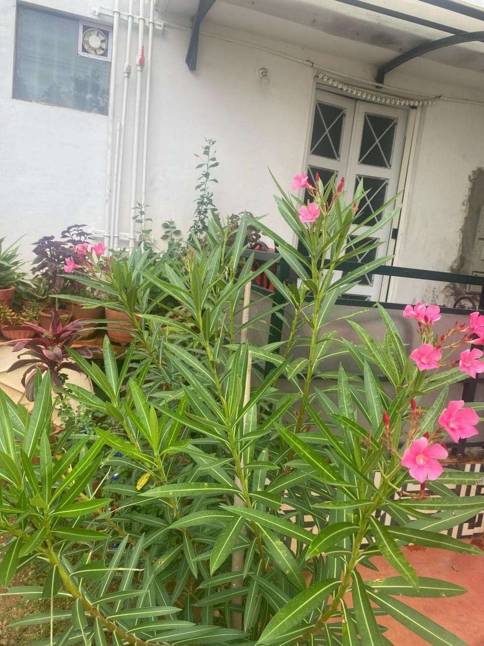 Heritage Homestay Mysore House in Mysuru