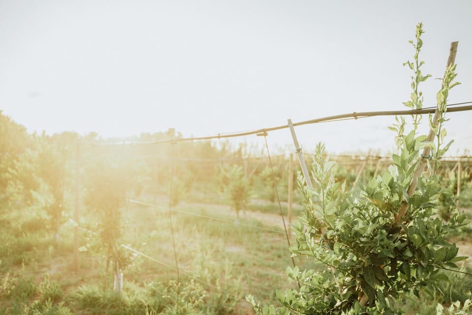Natural landscape, Garden
