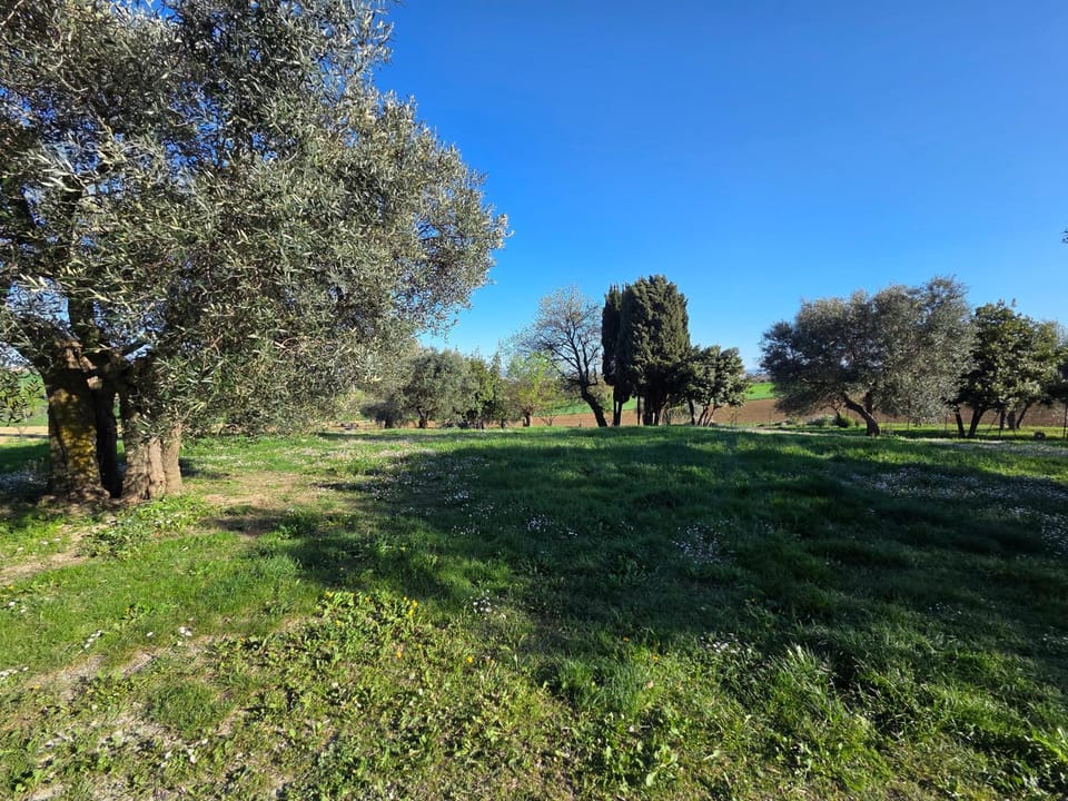 Natural landscape, Garden, Garden view