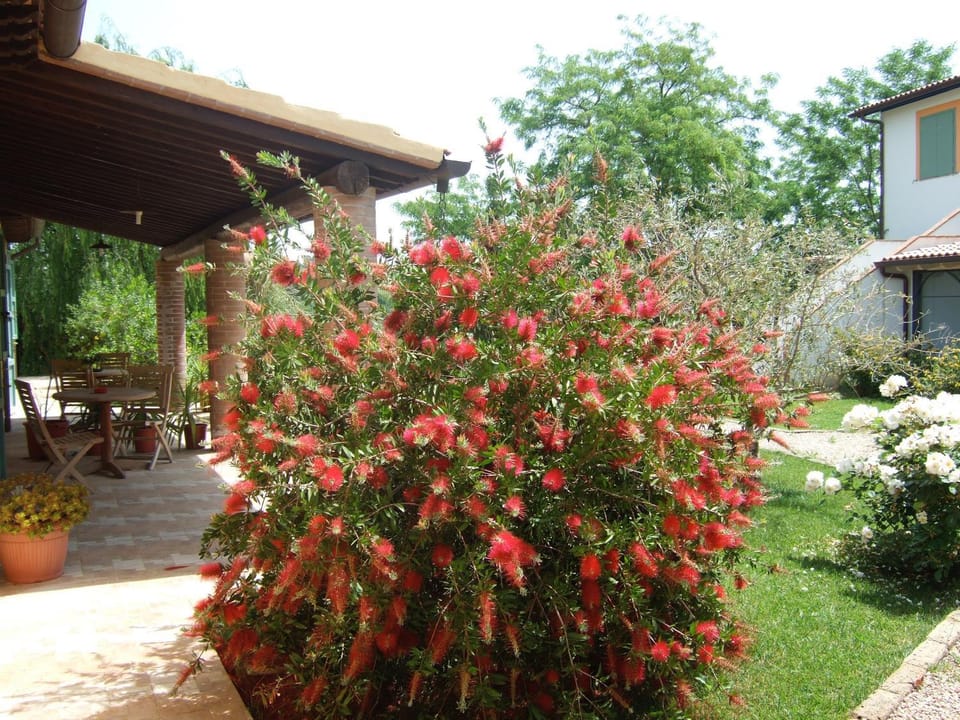Patio, Garden