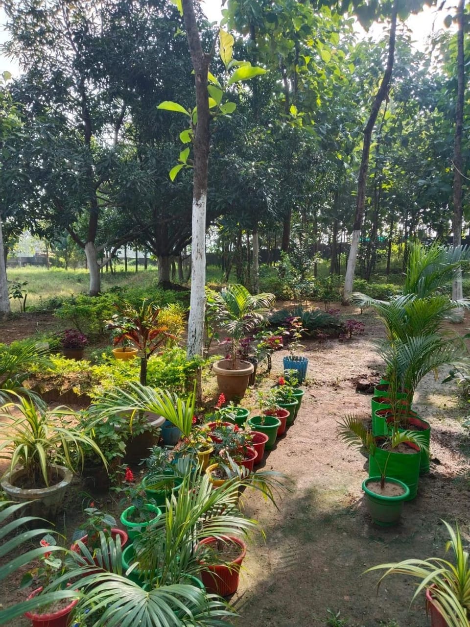 Day, Natural landscape, Garden, Garden view