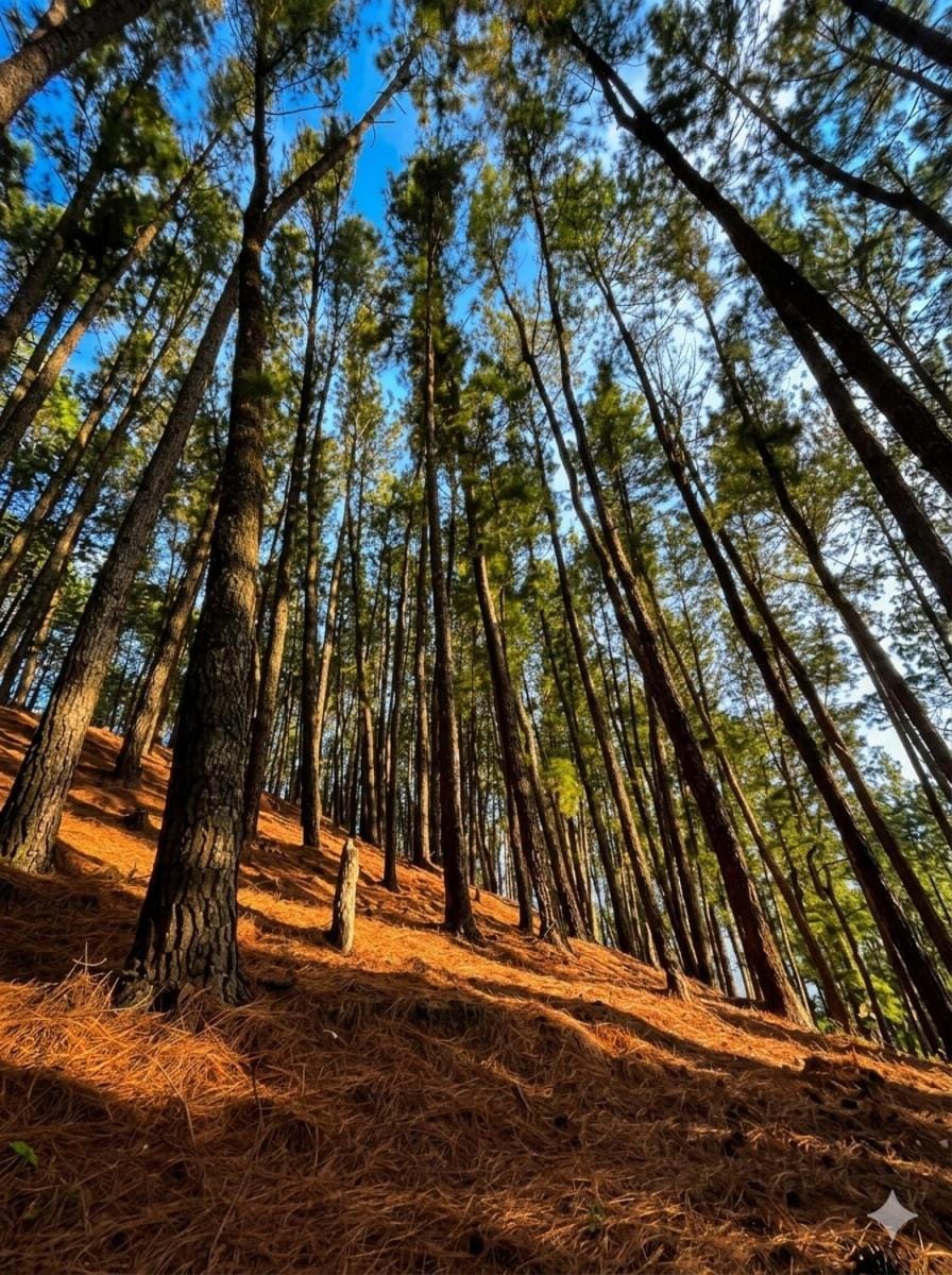Natural landscape