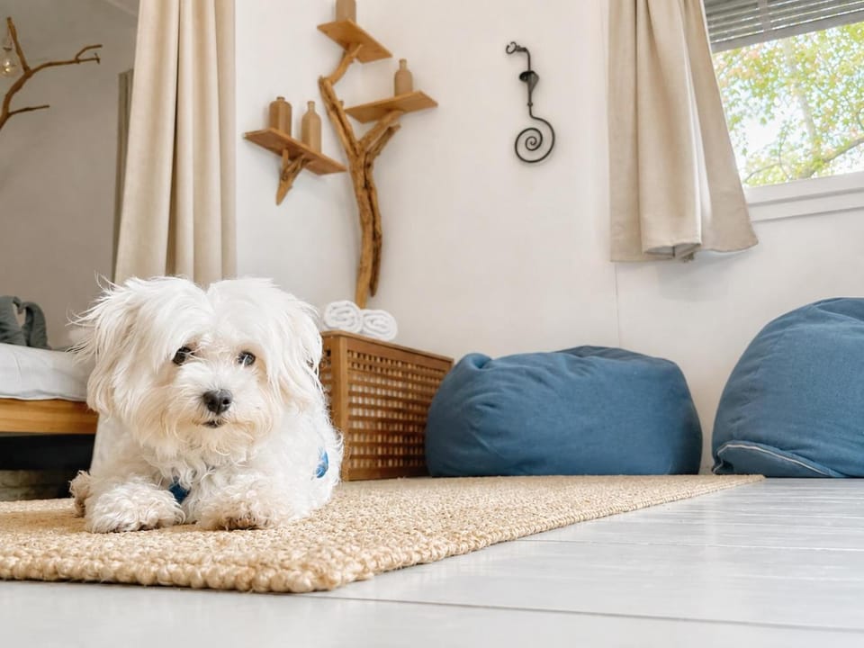 Animals, pet friendly