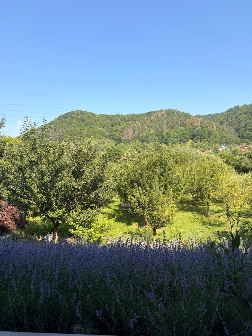 Natural landscape