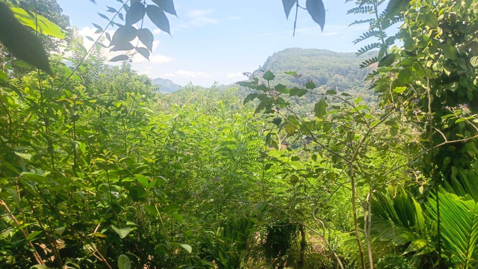 Natural landscape, Garden, Garden view, Mountain view