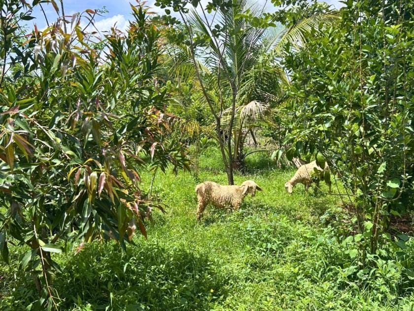 Anandaneelam Farm Stay in Karnataka