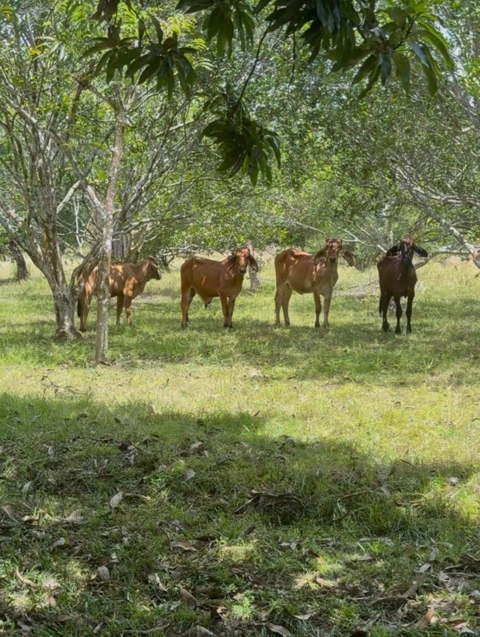 Animals
