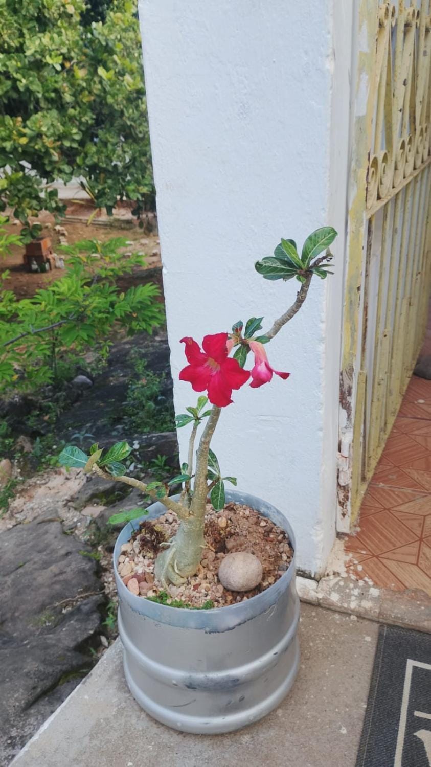Spring, Day, Garden, Garden view