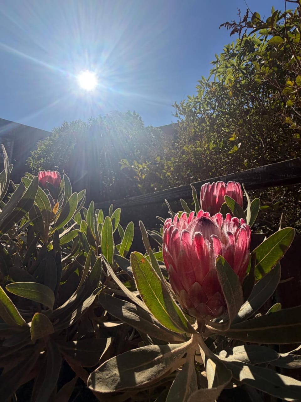 Punta Ballena Lodge Nature lodge in Pichilemu