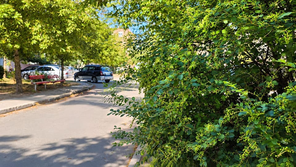 Neighbourhood, Street view, Parking