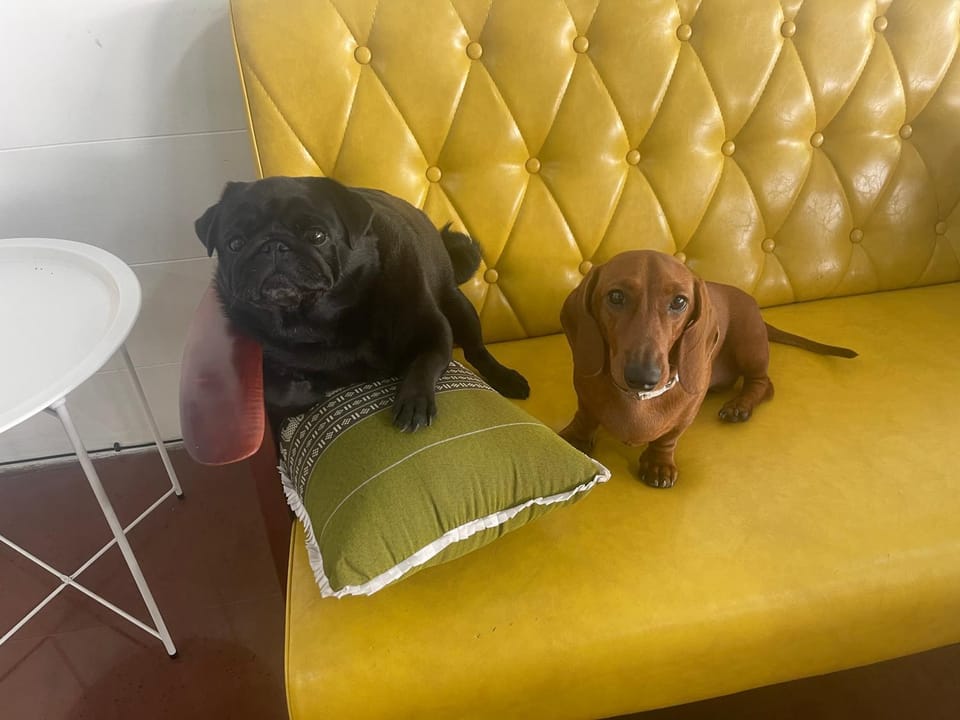 Pets